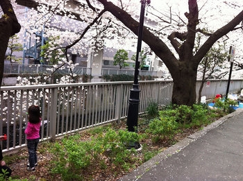 桜-11.jpg