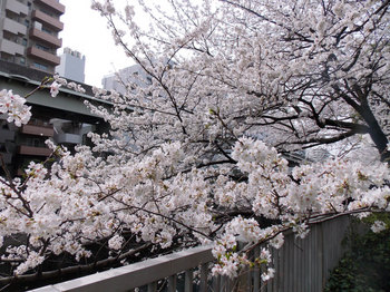 桜-12.jpg