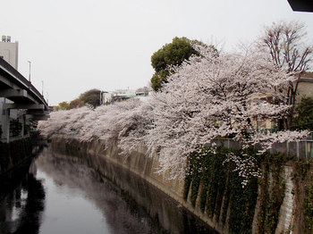 桜-3.jpg