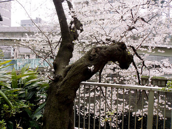 桜-4.jpg