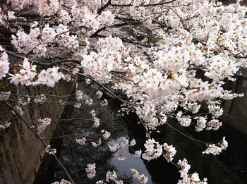 桜-6.jpg