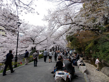 桜-8.jpg